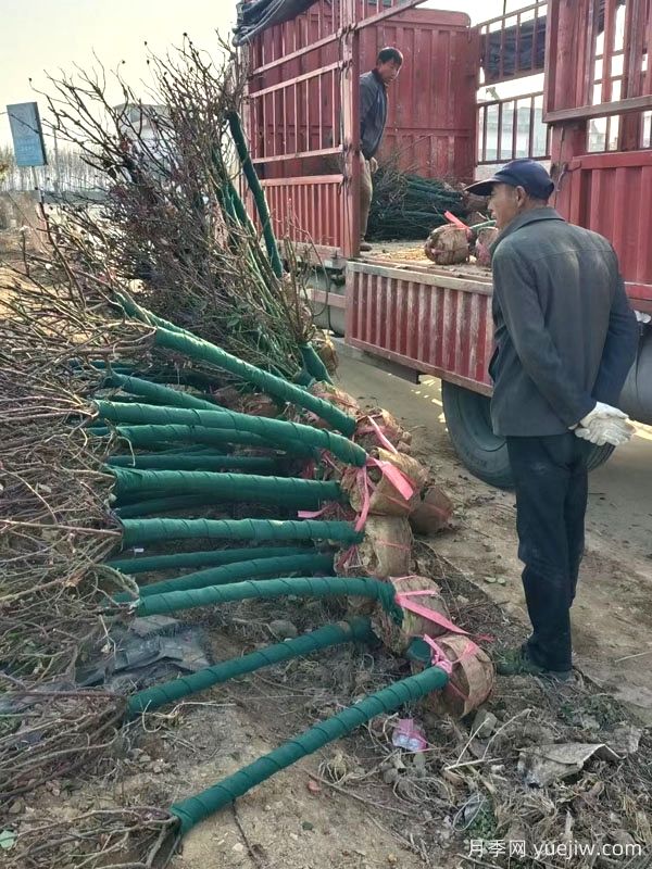 5公分樹(shù)樁月季美化湖南行道景觀(guān)(圖3)