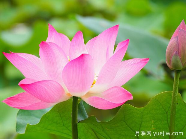 中國的四大名花還不知道是什么？(圖2)