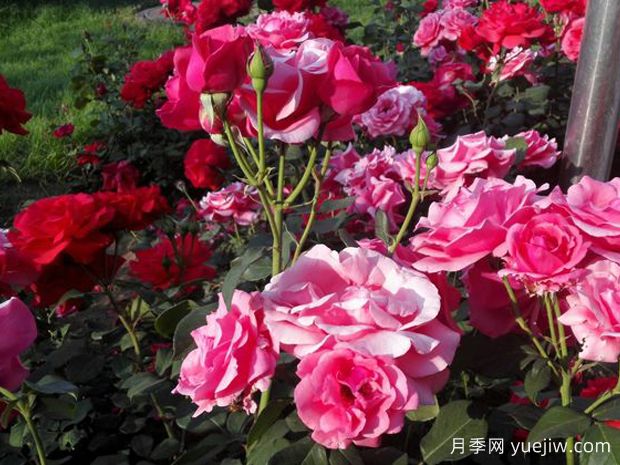 呂梁月季市花文化和景觀(guān)圖集(圖1)