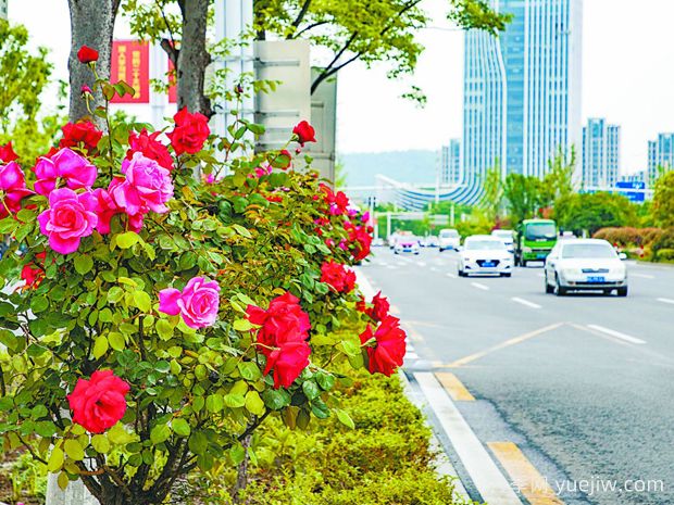 馬鞍山月季應用和景觀(guān)圖集(圖4)