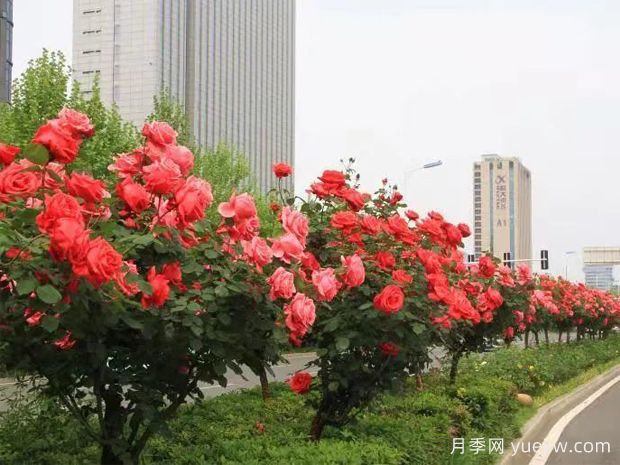 精心修剪，合肥高新區打造靚麗月季風(fēng)景線(xiàn)(圖1)