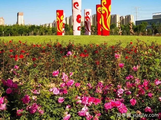 聊城月季市花文化和景觀(guān)圖集(圖1)