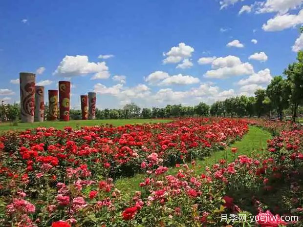 聊城月季市花文化和景觀(guān)圖集(圖2)