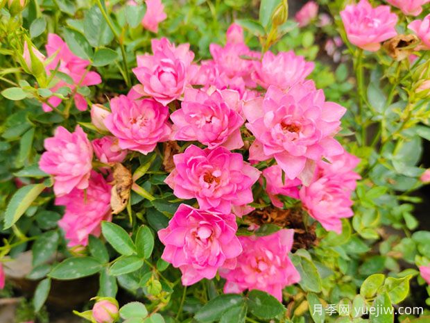 好養的4種月季花，可以種在陽(yáng)臺或庭院里(圖2)