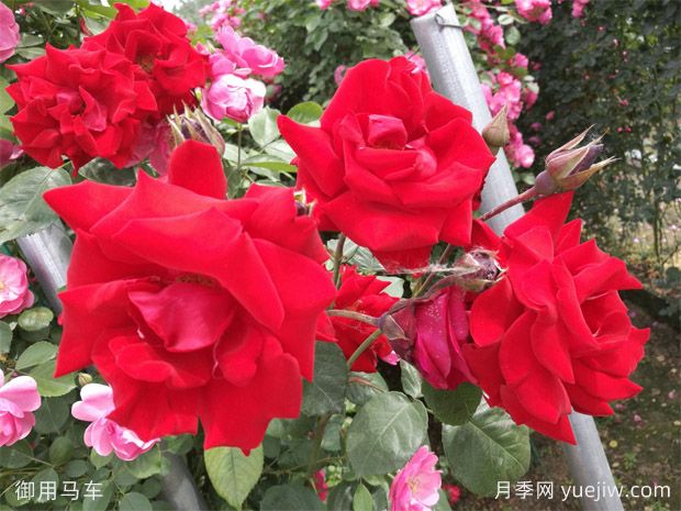 藤本月季要用大盆養，生長(cháng)快爆花多(圖1)