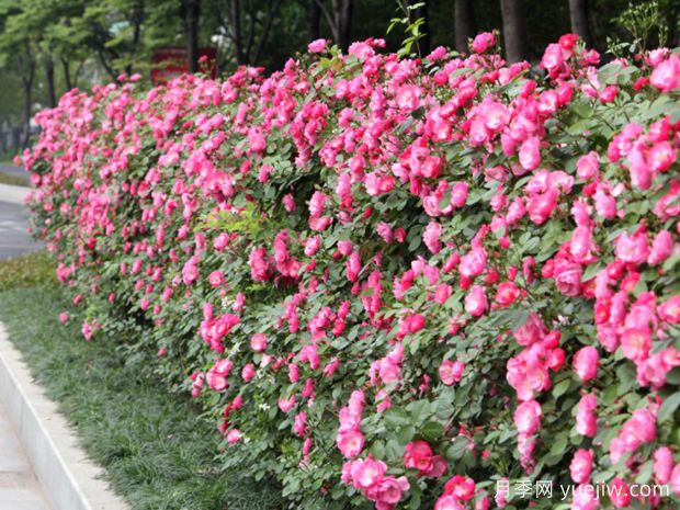 義烏月季市花文化和景觀(guān)圖集(圖5)