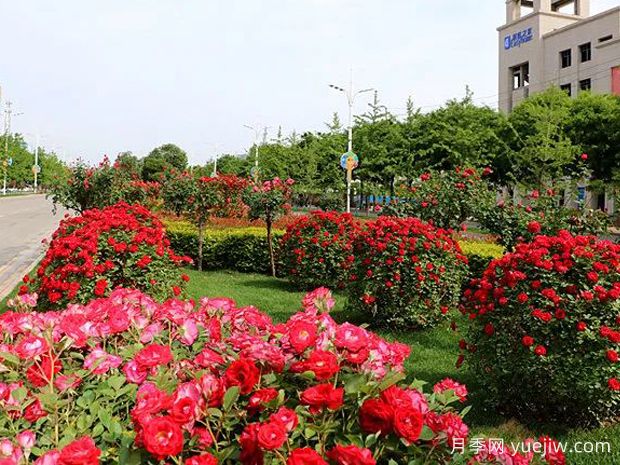 銅川月季市花文化和景觀(guān)圖集(圖2)
