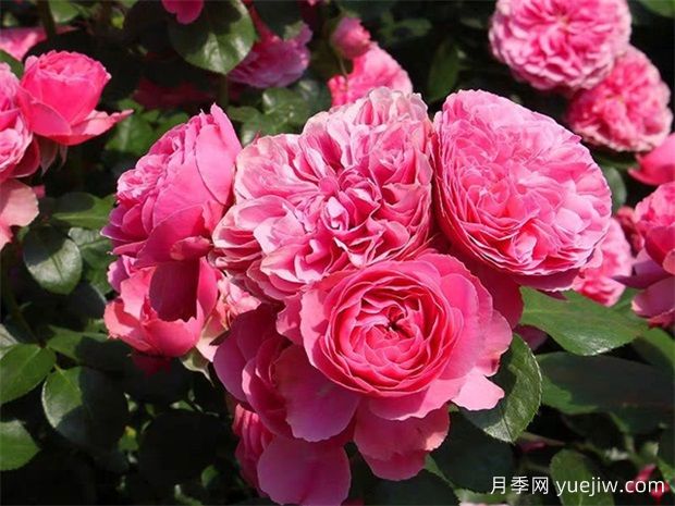 牡丹和月季的優(yōu)缺點(diǎn)是什么？有哪些？(圖1)