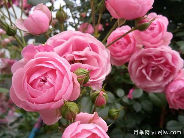月季花能放在室內養嗎？怎么提高月季抗病蟲(chóng)能力？(圖1)