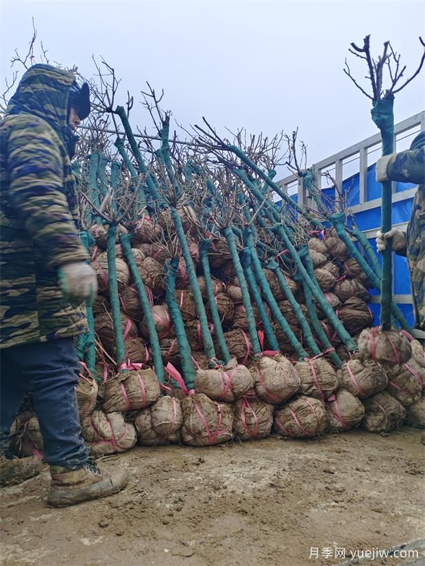 2000棵普貨樹(shù)狀月季出發(fā)美化湖北景區(圖2)
