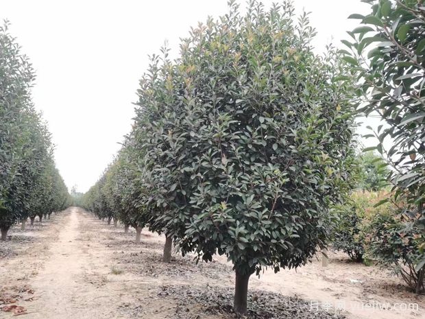 喬木種植后如何檢查才能確認苗木是否成活(圖1)