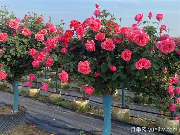 內鄉縣七里坪鄉：月季產(chǎn)業(yè)成為“致富花”(圖1)