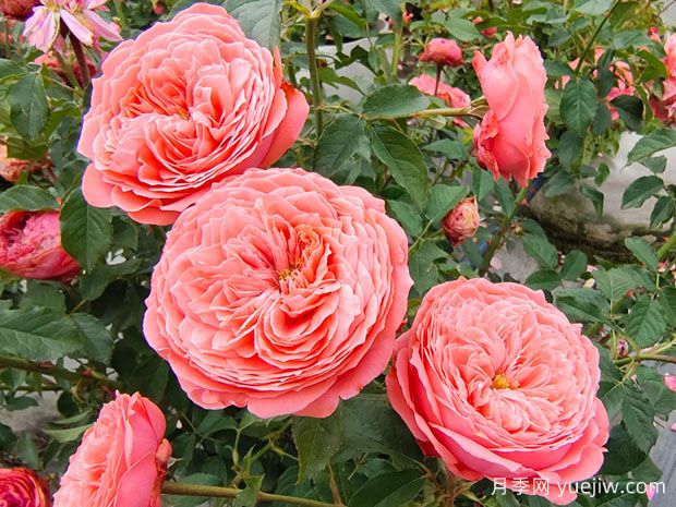 月季花什么時(shí)候開(kāi)？月季花怎么養？月季花語(yǔ)是什么？(圖1)