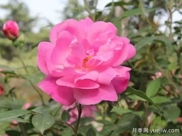 認識古老月季百科，中國古老月季對現代月季的影響(圖2)