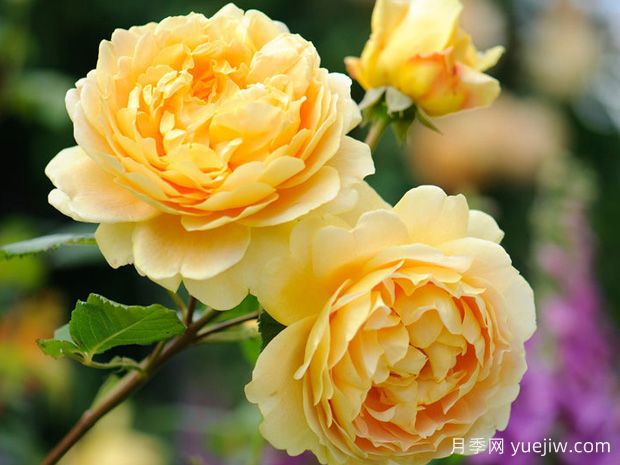 推薦11種藤本月季，復花快花期長(cháng)，不愧是開(kāi)花機器(圖3)