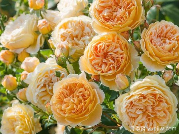 推薦11種藤本月季，復花快花期長(cháng)，不愧是開(kāi)花機器(圖4)