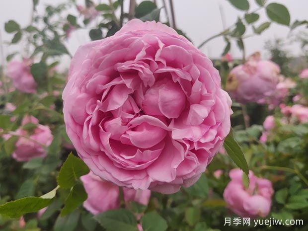 推薦11種藤本月季，復花快花期長(cháng)，不愧是開(kāi)花機器(圖5)