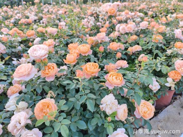 月季修剪的奧秘：跟隨修剪，賞心悅目的絢麗花海(圖2)