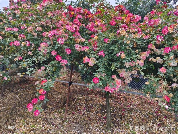 五色藤彩虹樹(shù)狀月季多規格美化園林庭院(圖3)
