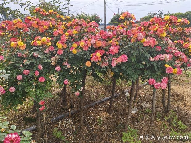 五色藤彩虹樹(shù)狀月季多規格美化園林庭院(圖1)