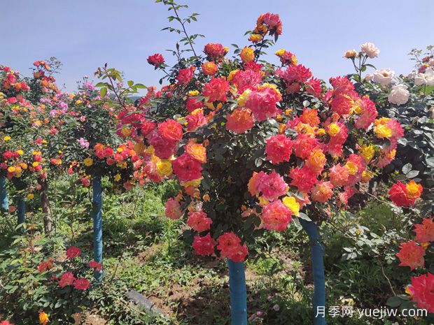五色藤彩虹樹(shù)狀月季多規格美化園林庭院(圖2)