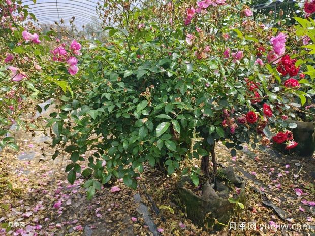 老樁提根月季精品美植袋苗現貨供應盆景(圖3)