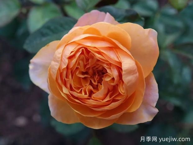 常見(jiàn)十五款月季的優(yōu)缺點(diǎn)是什么？(圖1)