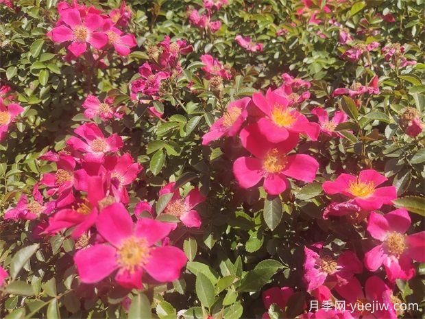 48種宿根花卉，你認識幾種？(圖1)