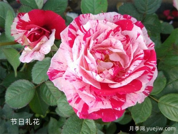 瀘州龍馬潭月季花綻放，繽紛絢麗火出圈(圖1)
