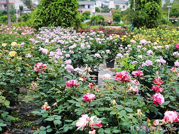 瀘州龍馬潭月季花綻放，繽紛絢麗火出圈(圖2)