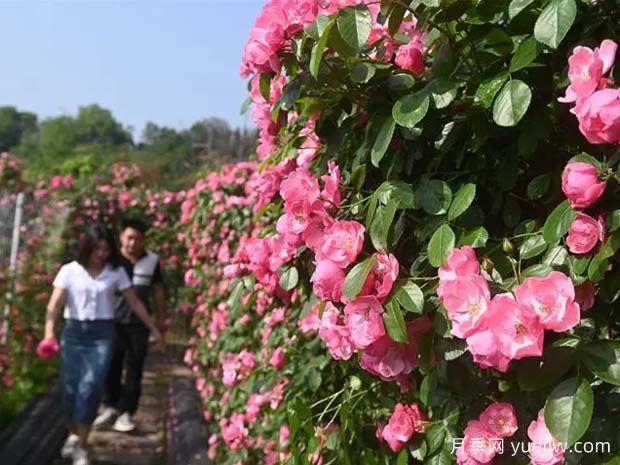 6萬(wàn)株月季燦爛綻放，月季花舞內江資中(圖1)