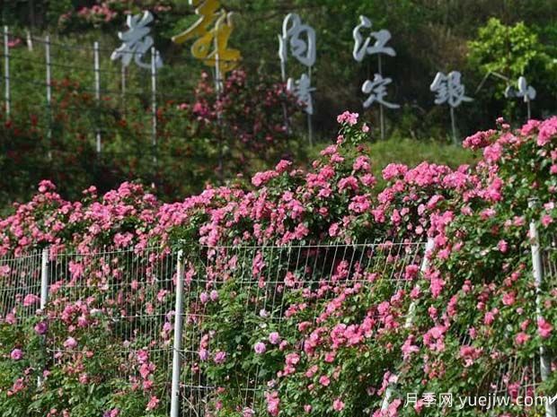 6萬(wàn)株月季燦爛綻放，月季花舞內江資中(圖2)