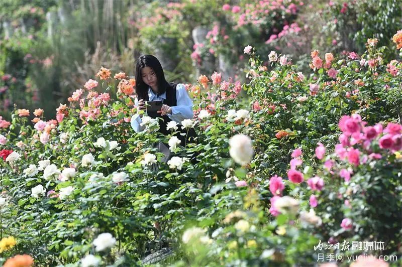 6萬(wàn)株月季燦爛綻放，月季花舞內江資中(圖3)