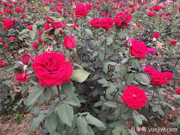 德陽(yáng)市花月季擴大種植，打造城市綠化風(fēng)景線(xiàn)(圖1)