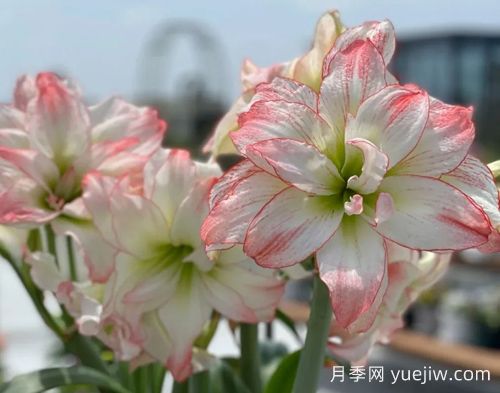 常見(jiàn)的朱頂紅品種分享(圖1)
