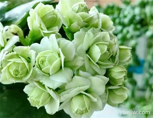 長(cháng)壽花十大名貴品種是哪些？(圖1)