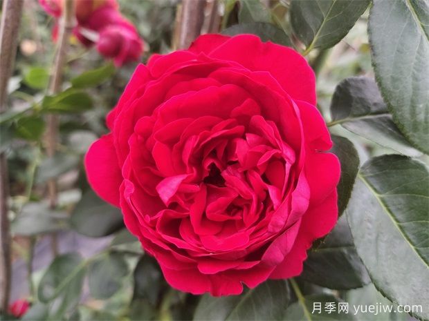4種爬藤月季花美到極致，讓庭院無(wú)與倫比(圖2)