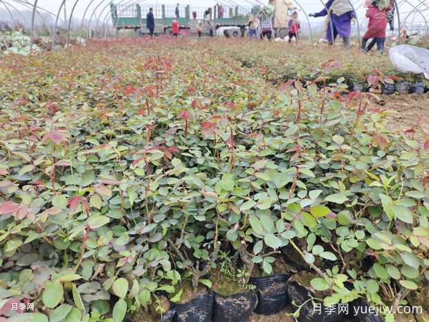 三月，園林植保養護月歷(圖1)
