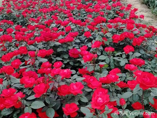 豐花月季花苗什么地方多？基地批發(fā)價(jià)格如何？(圖1)
