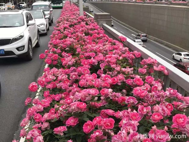 豐花月季花苗什么地方多？基地批發(fā)價(jià)格如何？(圖3)