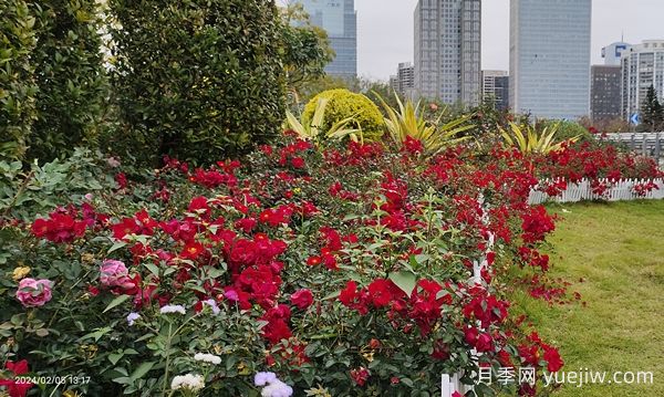 廣州赤坭近千畝七彩月季綻放，一場(chǎng)春天的浪漫之約(圖1)
