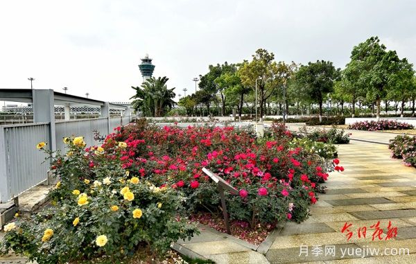 廣州赤坭近千畝七彩月季綻放，一場(chǎng)春天的浪漫之約(圖2)