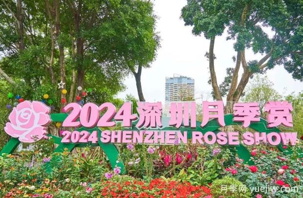 五園聯(lián)動(dòng)，2024深圳月季賞浪漫進(jìn)行中(圖1)