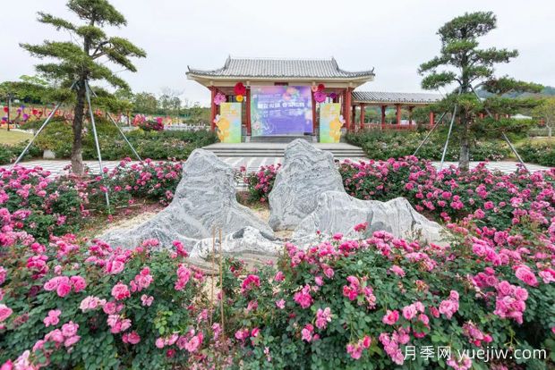 五園聯(lián)動(dòng)，2024深圳月季賞浪漫進(jìn)行中(圖2)