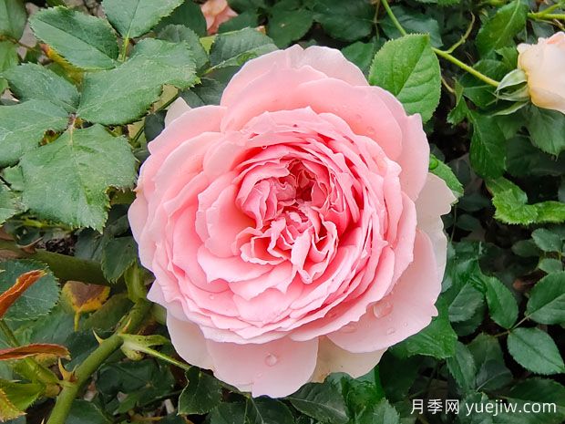非常值得養的6種月季花，花美抗病四季開(kāi)花(圖1)