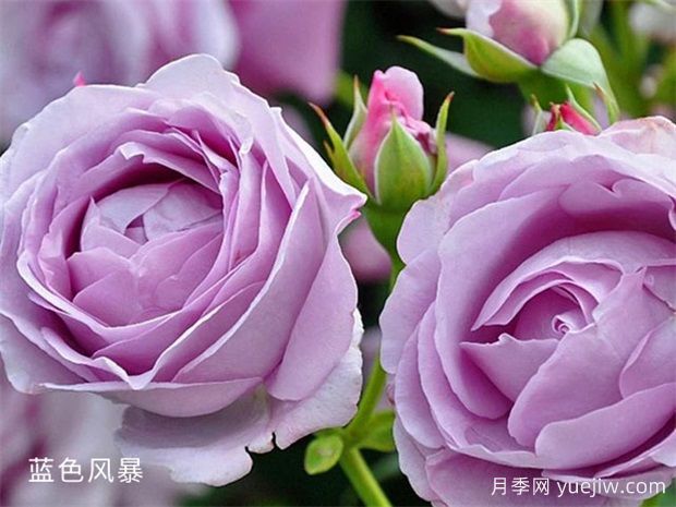 非常值得養的6種月季花，花美抗病四季開(kāi)花(圖3)