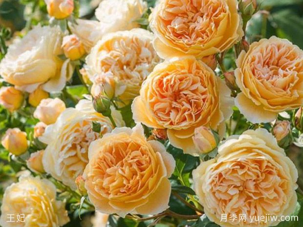 非常值得養的6種月季花，花美抗病四季開(kāi)花(圖2)