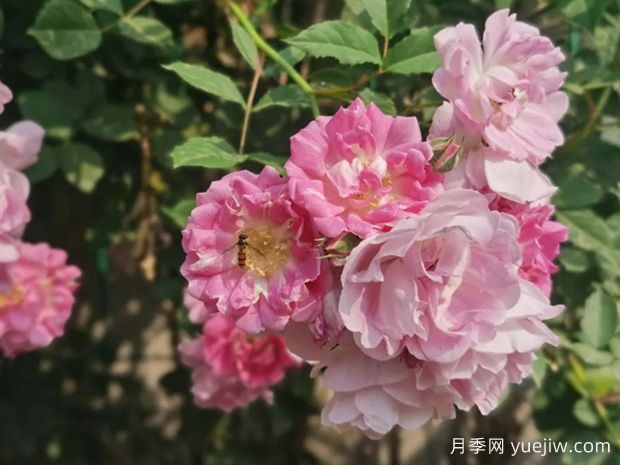 盆栽薔薇花需要如何養？(圖1)