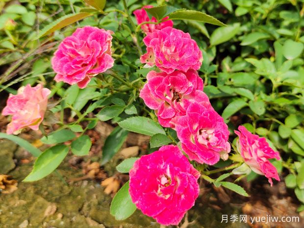 精挑細選30個(gè)迷你月季品種，用于小空間景觀(guān)(圖3)
