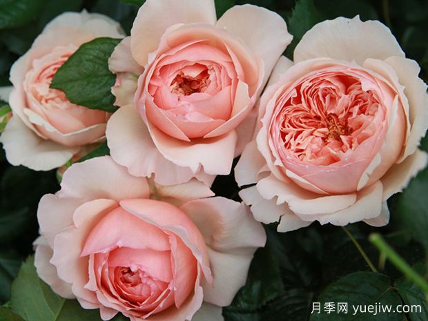 真宙月季的優(yōu)缺點(diǎn)分析和養護辦法(圖1)
